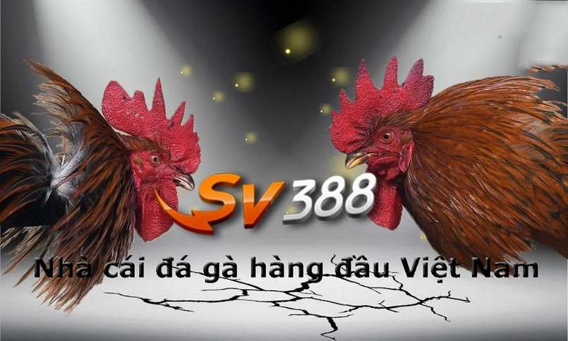 Các sản phẩm phổ biến nhất trong hạng Fcb88 - Fcb88